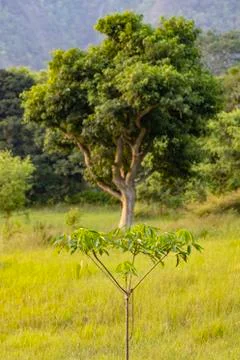 Small tree in the foregoround and big tree in the background Stock Photos