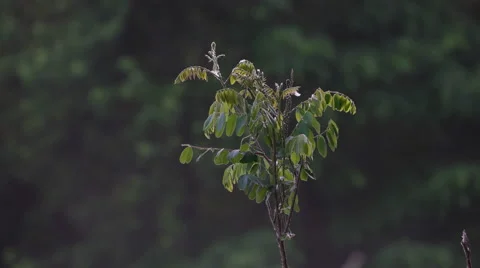 Small tree in foreground with spider webs slowly moving in wind Stock Footage 50938554
