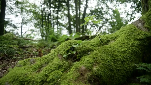 A Small Tree in a Forest Video stock 171242762
