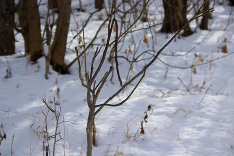 Small tree in the forest Fotos Stock