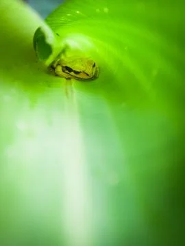 Small tree frog inside banana leaf Stock Photos