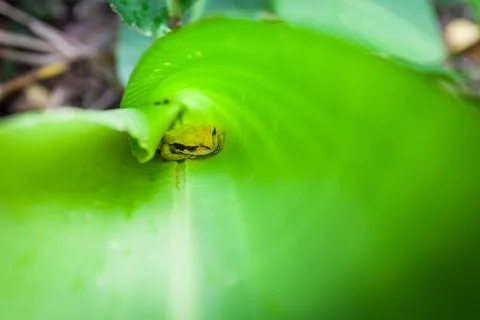 Small tree frog inside banana leaf Stock Photos