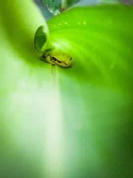 Small tree frog inside banana leaf Stock Photos