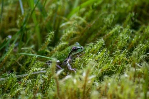Small tree frog in the moss Stock Photos