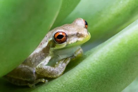 A small tree frog sitting on a succulent leaf Stock Photos