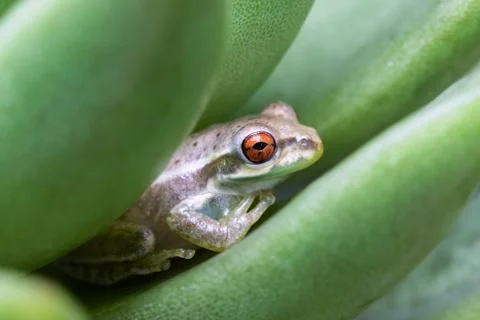 A small tree frog sitting on a succulent leaf Stock Photos