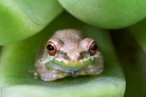 A small tree frog sitting on a succulent leaf Stock Photos
