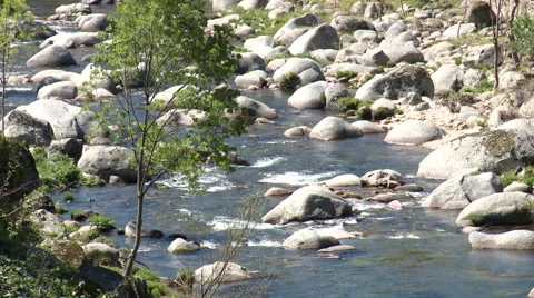 Small tree in front of river rapids Stock Footage 49054313