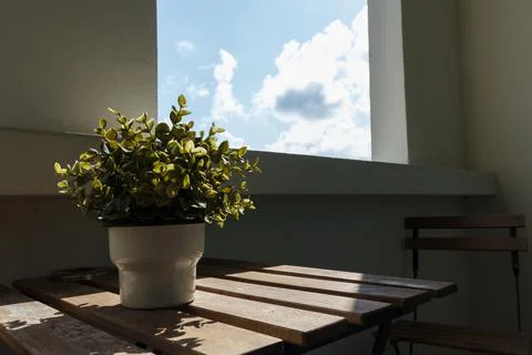 Small tree in front of window Stock Photos