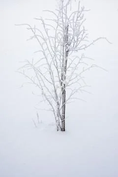 Small tree frozen Stock Photos