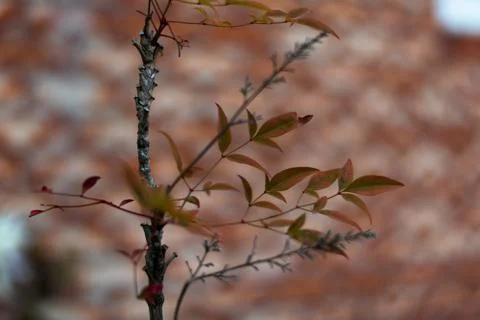 A small tree in garden 库存照片