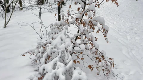 Small tree with golden leaves covered with snow Stock-Footage 217730380