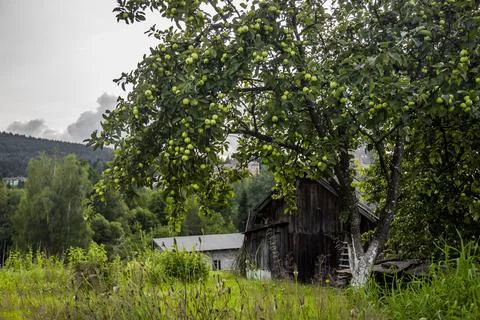 A small tree with green apples on the backyard Stock Photos