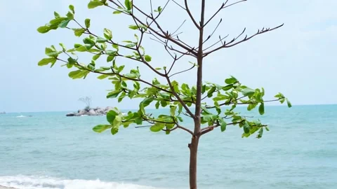 A Small Tree with Green Leaves by the Seaside, Rustling in the Gentle Sea Breeze Stock Footage 244749512