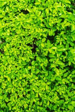 Small tree green leaves texture background Stock Photos