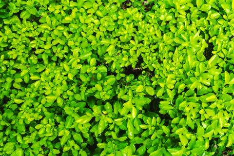 Small tree green leaves texture background Stock Photos