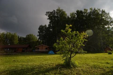 Small tree on the green meadow Stock Photos
