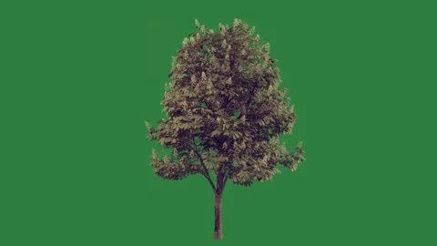 A small tree on green screen and motion layers elements design emotion Stock Footage 335696769
