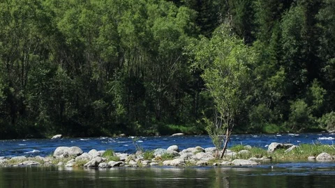A small tree grew on a stone island in the middle of a mountain river Stock Footage 105946645
