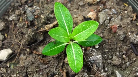 Small tree in the ground ecological symbol natural growth and sunlight. 스톡 동영상 169245985