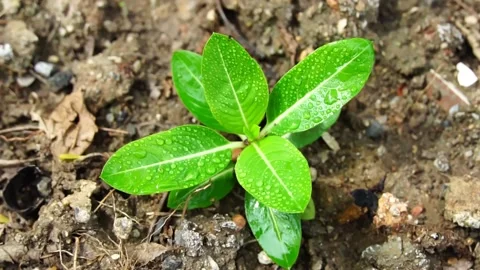 Small tree in the ground ecological symbol natural growth and sunlight. Stock Footage 169245995