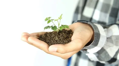 Small tree grow on ground hold on hand, environment and nature conservation 스톡 동영상 79669565