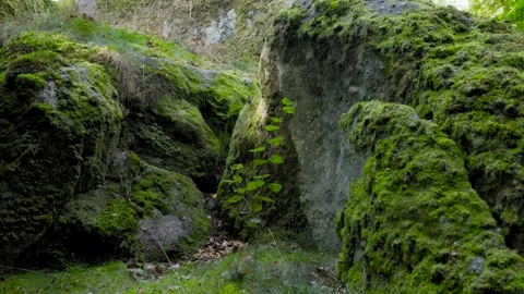 Small Tree Growing Among Mossy Rocks Video stock 316302196