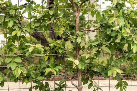 Small tree growing and crawling in fence 스톡 사진