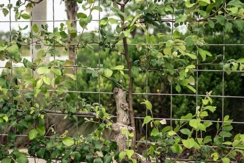 Small tree growing and crawling in fence Stock Photos