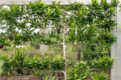 Small tree growing and crawling in fence Foto stock