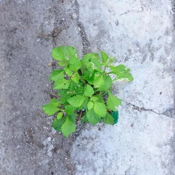 Small tree growing between contrast street. Stock Photos