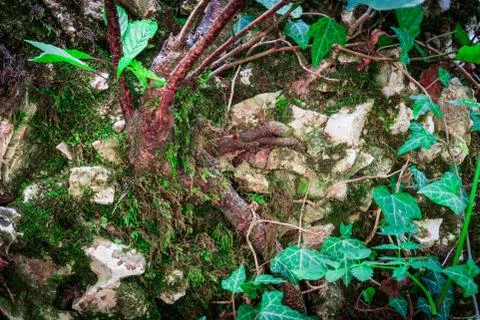 Small tree growing up on the big stone in the green forest Stock Photos