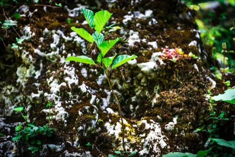 Small tree growing up on the big stone in the green forest Stock Photos