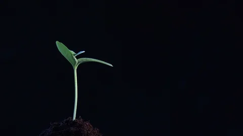Small tree growing on black background. rotation 360 degree around view. Stock Footage 94384142