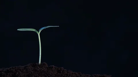 Small tree growing on black background. rotation 360 degree around view. Stock Footage 94384899