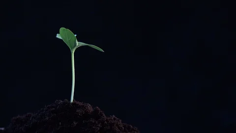 Small tree growing on black background. rotation 360 degree around view. Stock Footage 94511207