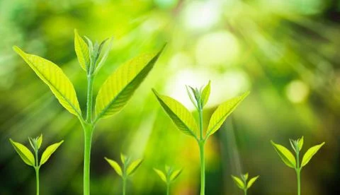 Small tree growing on the blurred fresh green nature background Stock Photos
