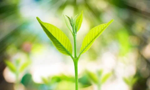 Small tree growing on the blurred fresh green nature background Stock Photos