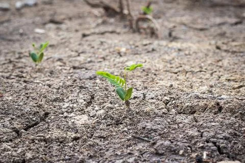 Small tree growing on crack dried soil.  Affected of global warming made cl.. Stock Photos