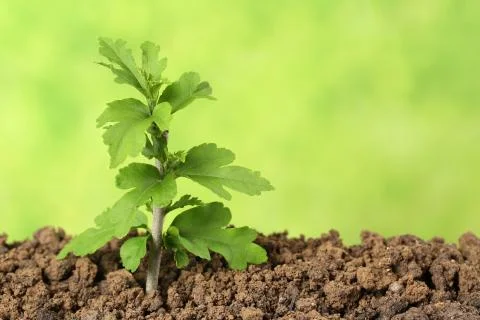 Small tree growing in the dirt Stock Photos