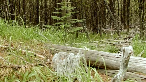 Small tree growing Elkhorn Mountains Oregon Wallowa 97 Stock Footage 81875643