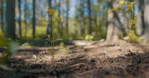 Small tree growing with forest in background 2 Vídeo Stock 130913234