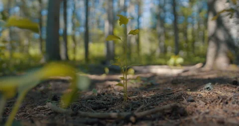 Small tree growing with forest in background 1 Stock Footage