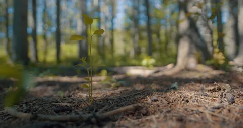 Small tree growing with forest in background / Focus pull Vídeo Stock 130913283