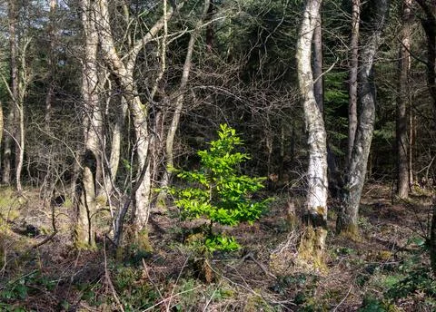 A small tree is growing in a forest Foto stock