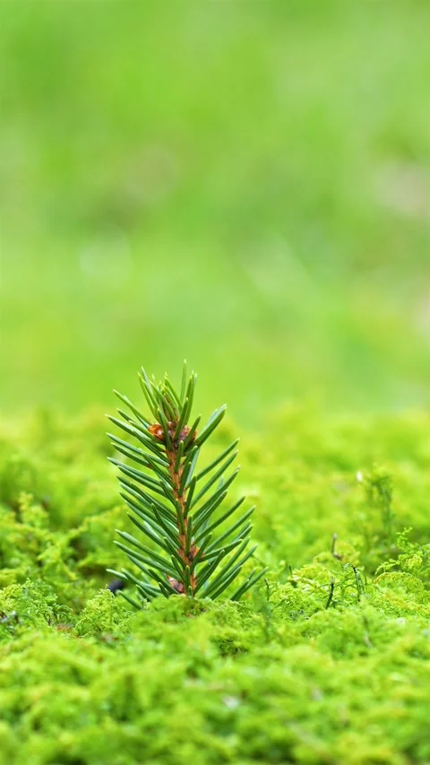 Small Tree is growing in fresh green mossy forest nature, vertical background Stock Footage 267072449