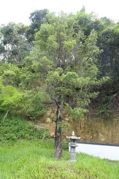 A small tree is growing in front of a stone wall Foto stock