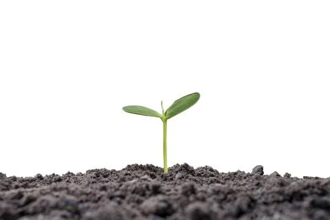Small tree growing on the ground isolated on white background business grow.. Stock Photos