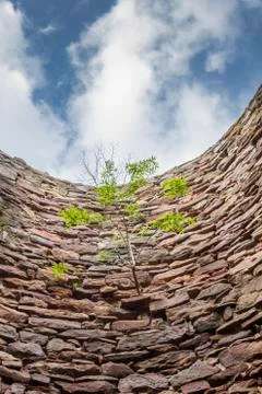 Small tree growing horizontally from the vertical wall Stock Photos