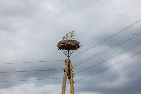 Small tree growing inside stork nest on pole, Poland Фото